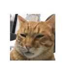 orangemeow（個別スタンプ：8）