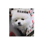 Pomeranian family and their best friends（個別スタンプ：8）