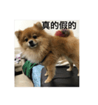 Pomeranian family and their best friends（個別スタンプ：11）