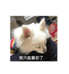 Pomeranian family and their best friends（個別スタンプ：13）