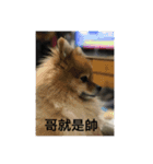 Pomeranian family and their best friends（個別スタンプ：14）