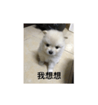 Pomeranian family and their best friends（個別スタンプ：15）