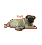 Pug Pug fat_（個別スタンプ：1）