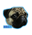 Pug Pug fat_（個別スタンプ：2）