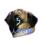 Pug Pug fat_（個別スタンプ：7）