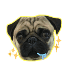 Pug Pug fat_（個別スタンプ：8）