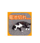 うちの猫は今日も元気2（個別スタンプ：7）