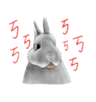 Are u a rabbit con？（個別スタンプ：31）