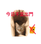 meow meow yang（個別スタンプ：18）