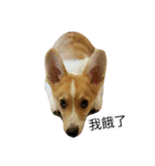 Corgi-Orange（個別スタンプ：1）