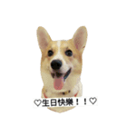 Corgi-Orange（個別スタンプ：2）