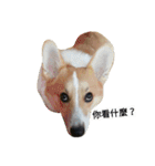 Corgi-Orange（個別スタンプ：5）