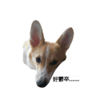 Corgi-Orange（個別スタンプ：8）