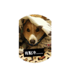 Corgi-Orange（個別スタンプ：9）