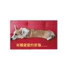 Corgi-Orange（個別スタンプ：11）