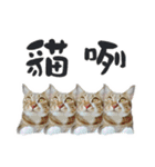 We are cat slaves（個別スタンプ：1）