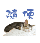 We are cat slaves（個別スタンプ：10）