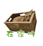 We are cat slaves（個別スタンプ：12）