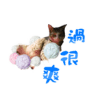 We are cat slaves（個別スタンプ：15）