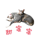 We are cat slaves（個別スタンプ：16）