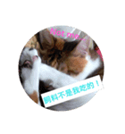 cat's murmur（個別スタンプ：3）