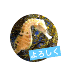 Animal stamp-3（個別スタンプ：1）