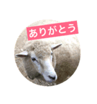 Animal stamp-3（個別スタンプ：2）