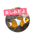 Animal stamp-3（個別スタンプ：5）