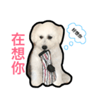 baby dog 3（個別スタンプ：16）