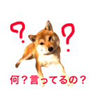 豆柴犬しえるさま6（個別スタンプ：1）