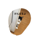 ねこのあずきちゃん（個別スタンプ：10）