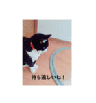 ねこのあずきちゃん（個別スタンプ：17）