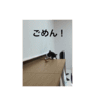 ねこのあずきちゃん（個別スタンプ：21）