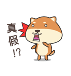 chestnut Shiba（個別スタンプ：3）