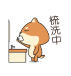 chestnut Shiba（個別スタンプ：24）