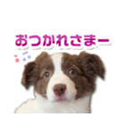 Puppy☆ボーダーコリー [Lillie]2（個別スタンプ：2）