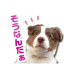 Puppy☆ボーダーコリー [Lillie]2（個別スタンプ：5）