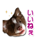 Puppy☆ボーダーコリー [Lillie]2（個別スタンプ：6）