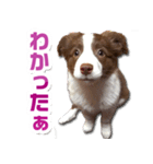 Puppy☆ボーダーコリー [Lillie]2（個別スタンプ：7）