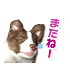 Puppy☆ボーダーコリー [Lillie]2（個別スタンプ：10）