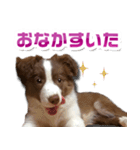 Puppy☆ボーダーコリー [Lillie]2（個別スタンプ：14）