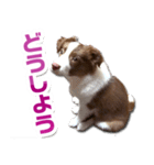 Puppy☆ボーダーコリー [Lillie]2（個別スタンプ：15）