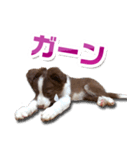 Puppy☆ボーダーコリー [Lillie]2（個別スタンプ：16）