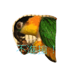 parrots usual lll（個別スタンプ：4）