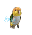 parrots usual lll（個別スタンプ：8）