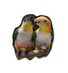 parrots usual lll（個別スタンプ：9）