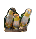 parrots usual lll（個別スタンプ：10）