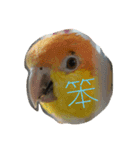 parrots usual lll（個別スタンプ：13）