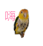 parrots usual lll（個別スタンプ：16）