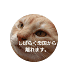 猫と爬虫類（個別スタンプ：5）